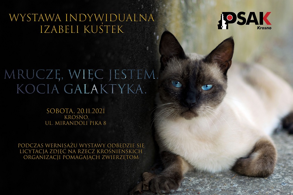 Na plakacie jest jasny kot z ciemną głową o niebieskich oczach.